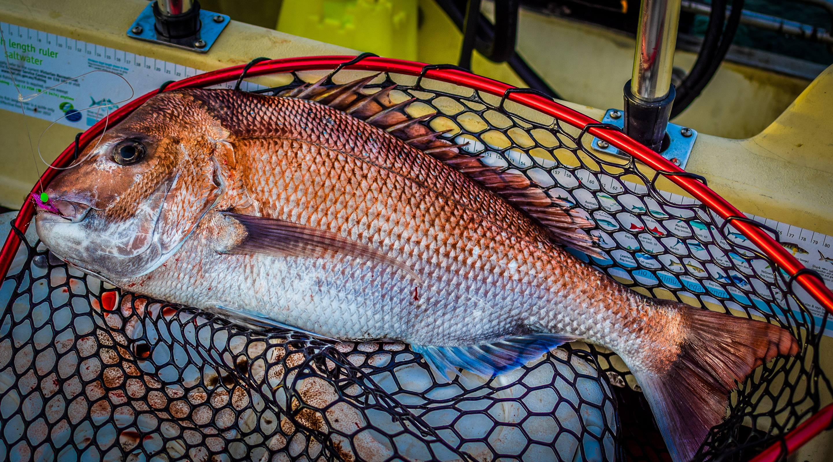 Snapper Snatchers Rig Fishing Rigs Tackle Online Shop Blogs & More  Snapper  snatcher Rig Fishing Rigs Online Shop Buy Now Save Huge Dollars On Black  Label Pre tied Flasher rigs Australian